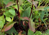 Solidago virgaurea