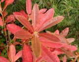 Rhododendron luteum