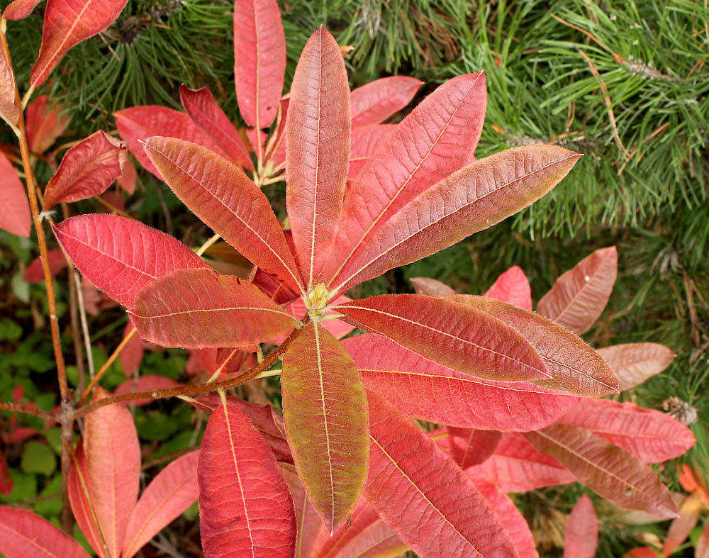 Image of Rhododendron luteum specimen.