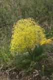 Ferula karatavica