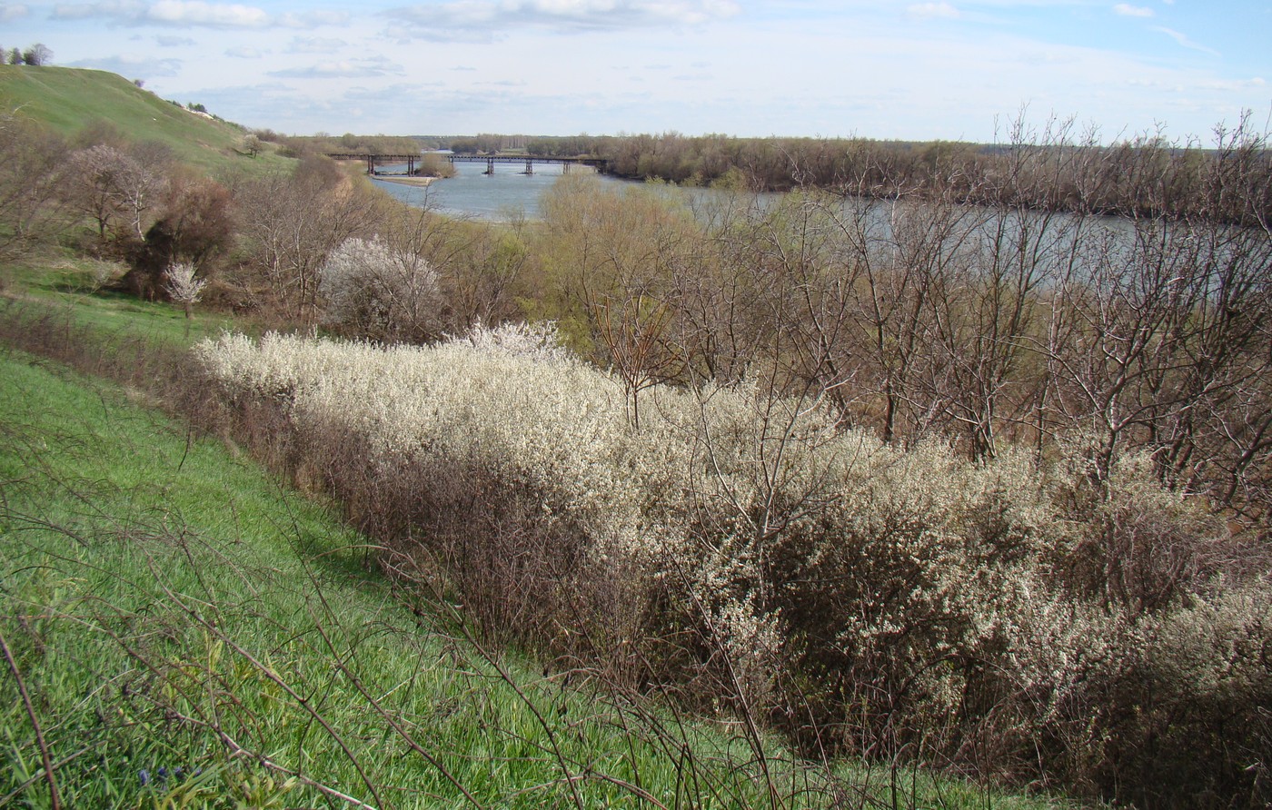 Image of Prunus stepposa specimen.