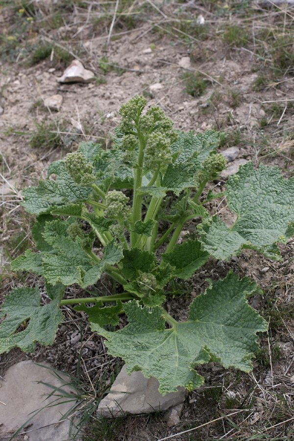 Изображение особи Crambe kotschyana.