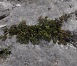 Rhamnus alaternus