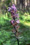 Dactylorhiza fuchsii. Соцветие с цветками и завязавшимися плодами. Свердловская обл., окр. г. Североуральск, лиственнично-елово-сосновый лес на известняках. 16.07.2015.