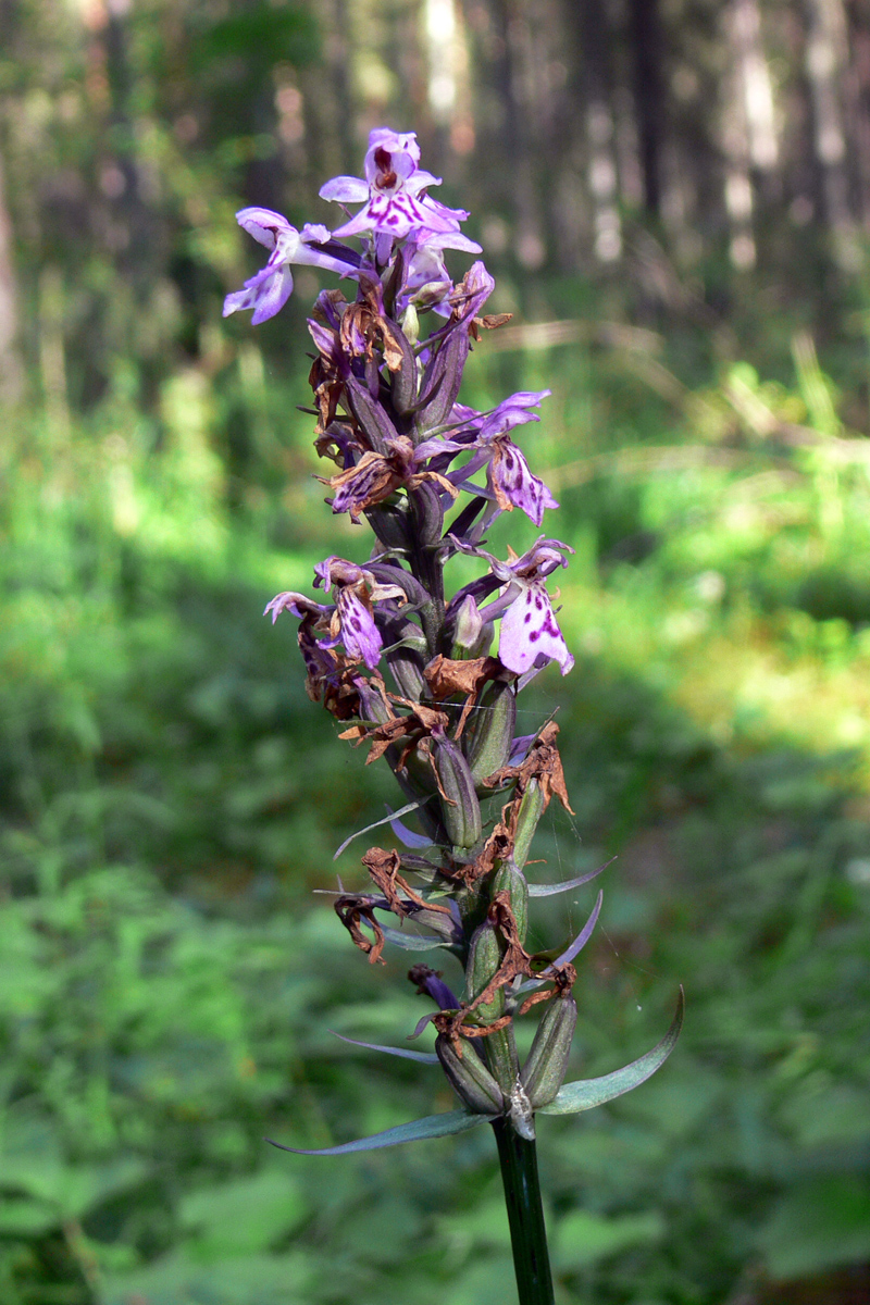 Image of Dactylorhiza fuchsii specimen.