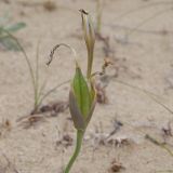 Iris longiscapa