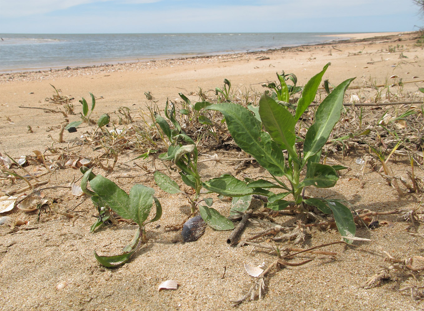 Изображение особи Lepidium latifolium.