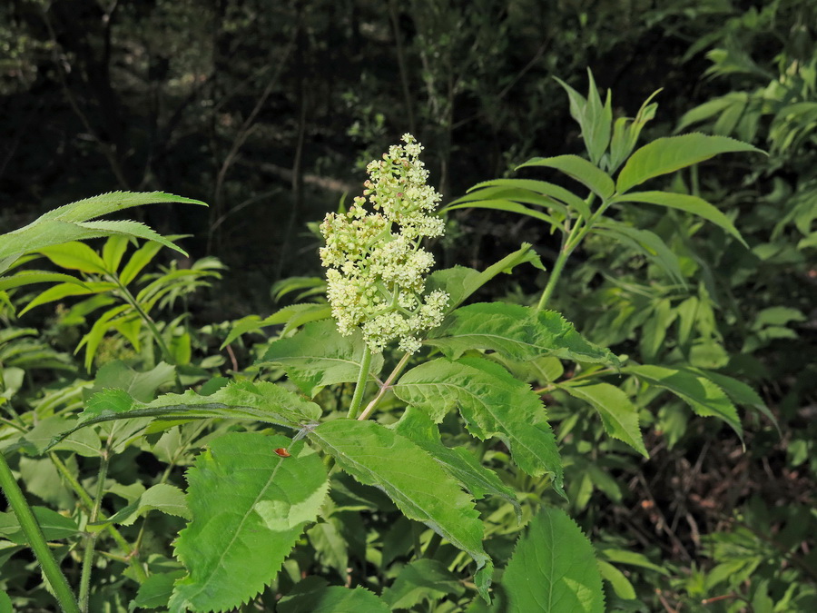 Изображение особи род Sambucus.