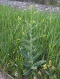 Myagrum perfoliatum