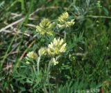 Oxytropis pilosa