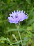 Centaurea cyanus