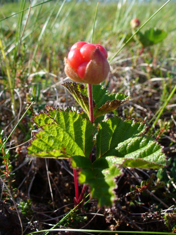 Image of Rubus chamaemorus specimen.