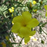 Linum flavum. Цветок. Белгородская обл., Губкинский р-н, запов. «Белогорье», Ямская степь. 11 июня 2009 г.