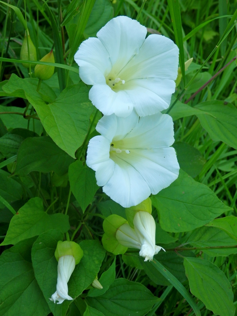 Image of Calystegia silvatica specimen.