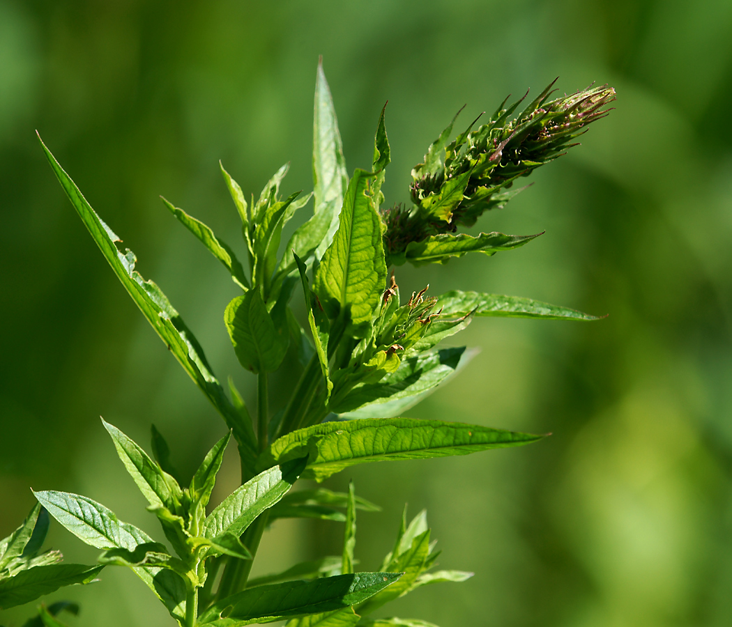 Image of Lythrum salicaria specimen.