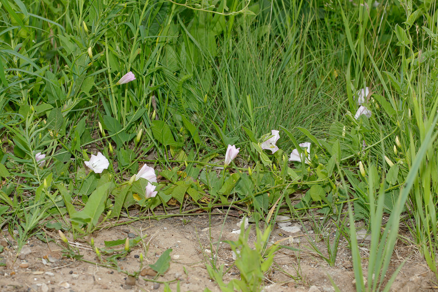 Изображение особи Convolvulus arvensis.