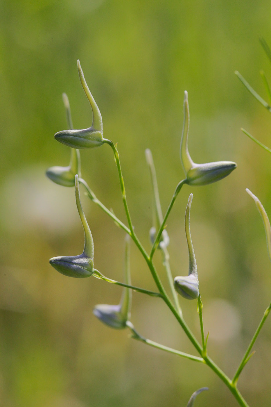 Image of Delphinium consolida specimen.