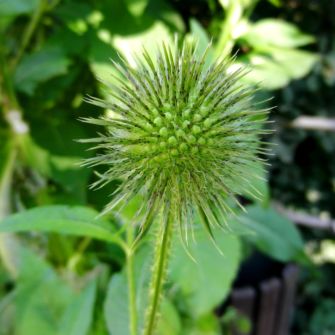 Image of Dipsacus strigosus specimen.