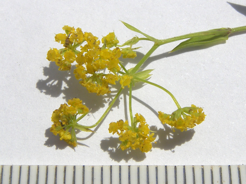 Image of Bupleurum falcatum specimen.