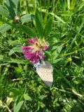 Trifolium lupinaster