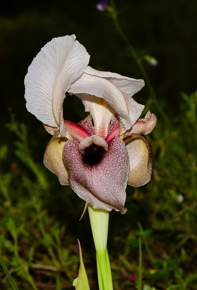 Image of Iris lortetii specimen.