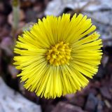 Tussilago farfara. Соцветие. Свердловская обл., окр. г. Североуральск, Второй Северный, насыпь из известняка. 06.05.2008.