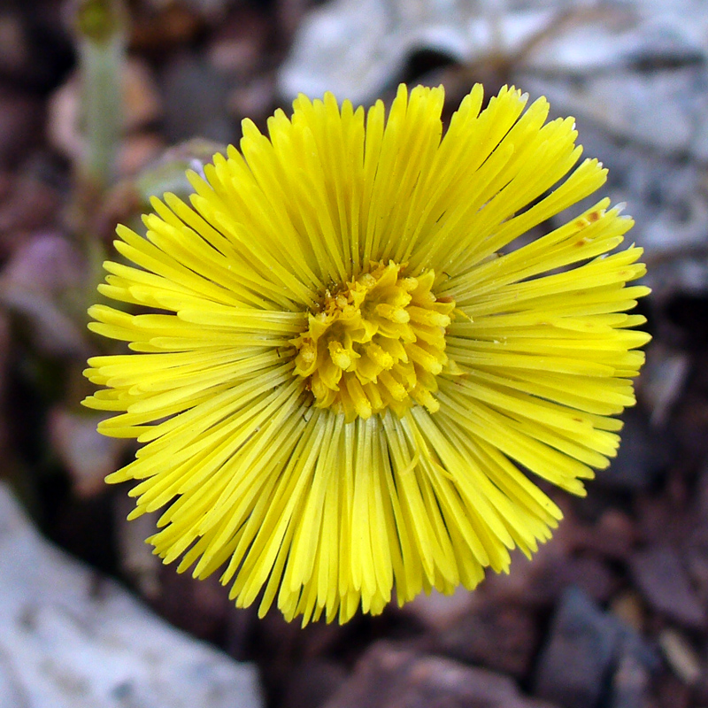 Image of Tussilago farfara specimen.