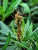 Rhododendron caucasicum. Соплодие. Северная Осетия, Ирафский р-н, хребет Танадор, гора Кубус, опушка смешанного леса (выс. около 2000 м н.у.м.). 05.07.2016.