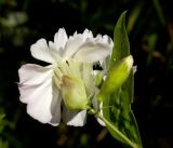 Saponaria officinalis. Соцветие (цветок со стороны чашечки и бутон). Средний Урал, Пермский край, Добрянский р-н, 5 км от ст. Ярино, опушка смешанного леса, давно заброшенный садовый участок. 27 июля 2015 г.