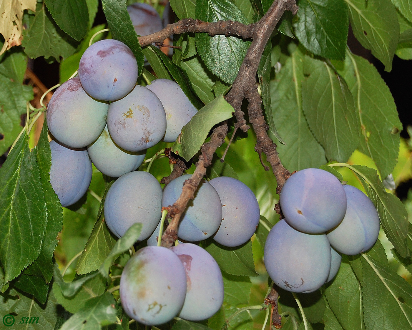 Изображение особи Prunus domestica.