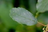 Frangula alnus