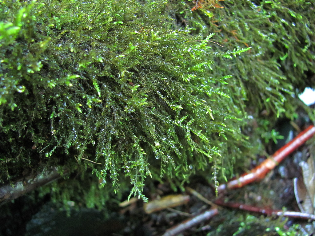 Image of Brachythecium rivulare specimen.