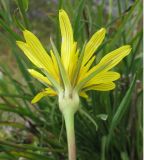 Tragopogon graminifolius