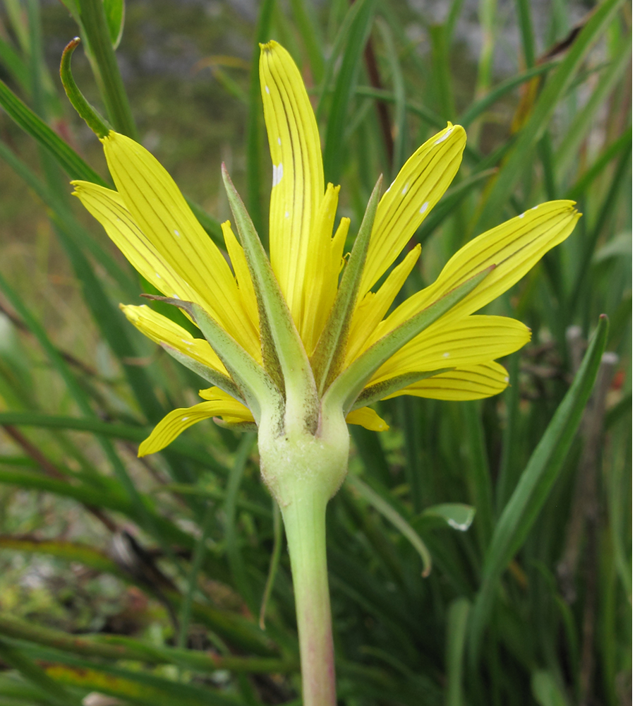 Image of Tragopogon graminifolius specimen.