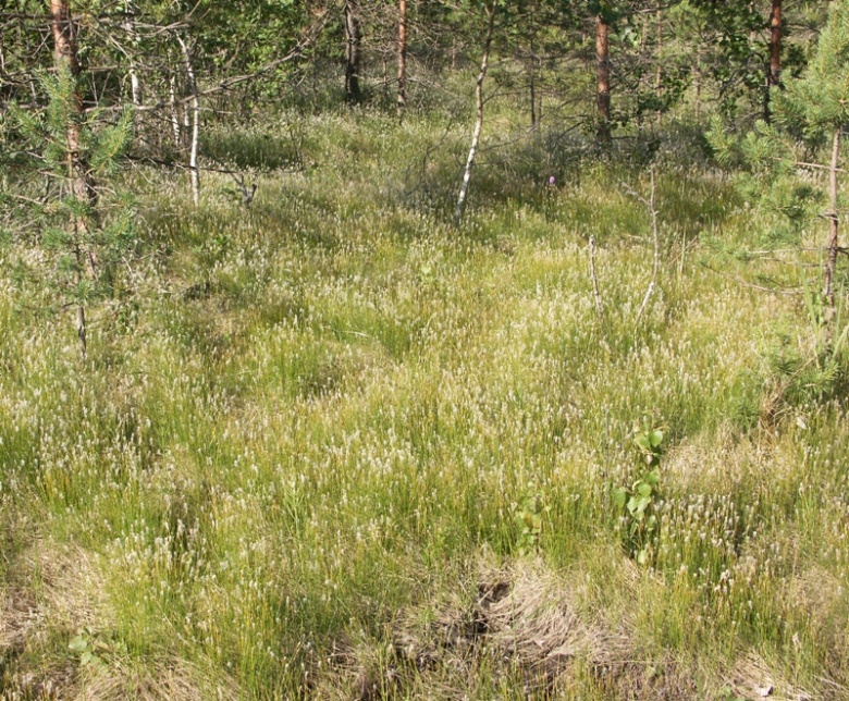 Изображение особи Trichophorum alpinum.