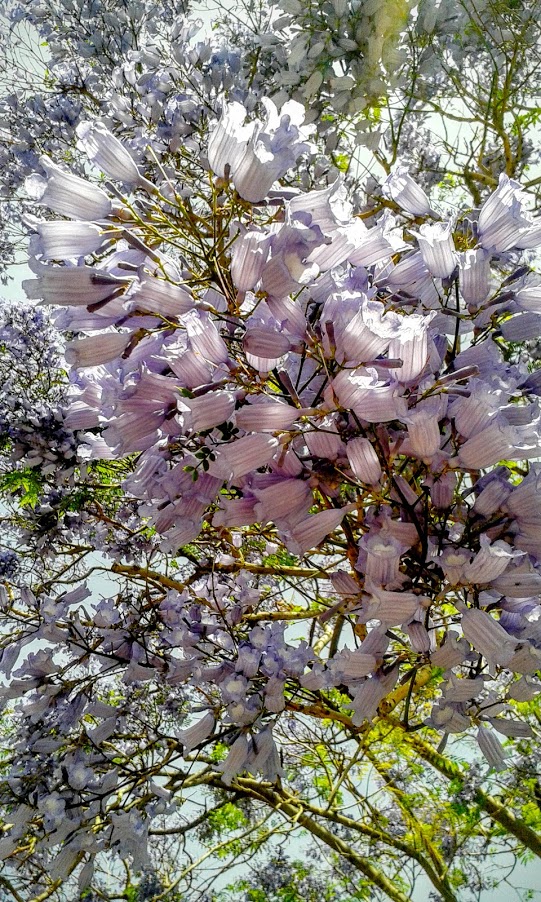 Image of Jacaranda mimosifolia specimen.