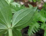 Asperula caucasica