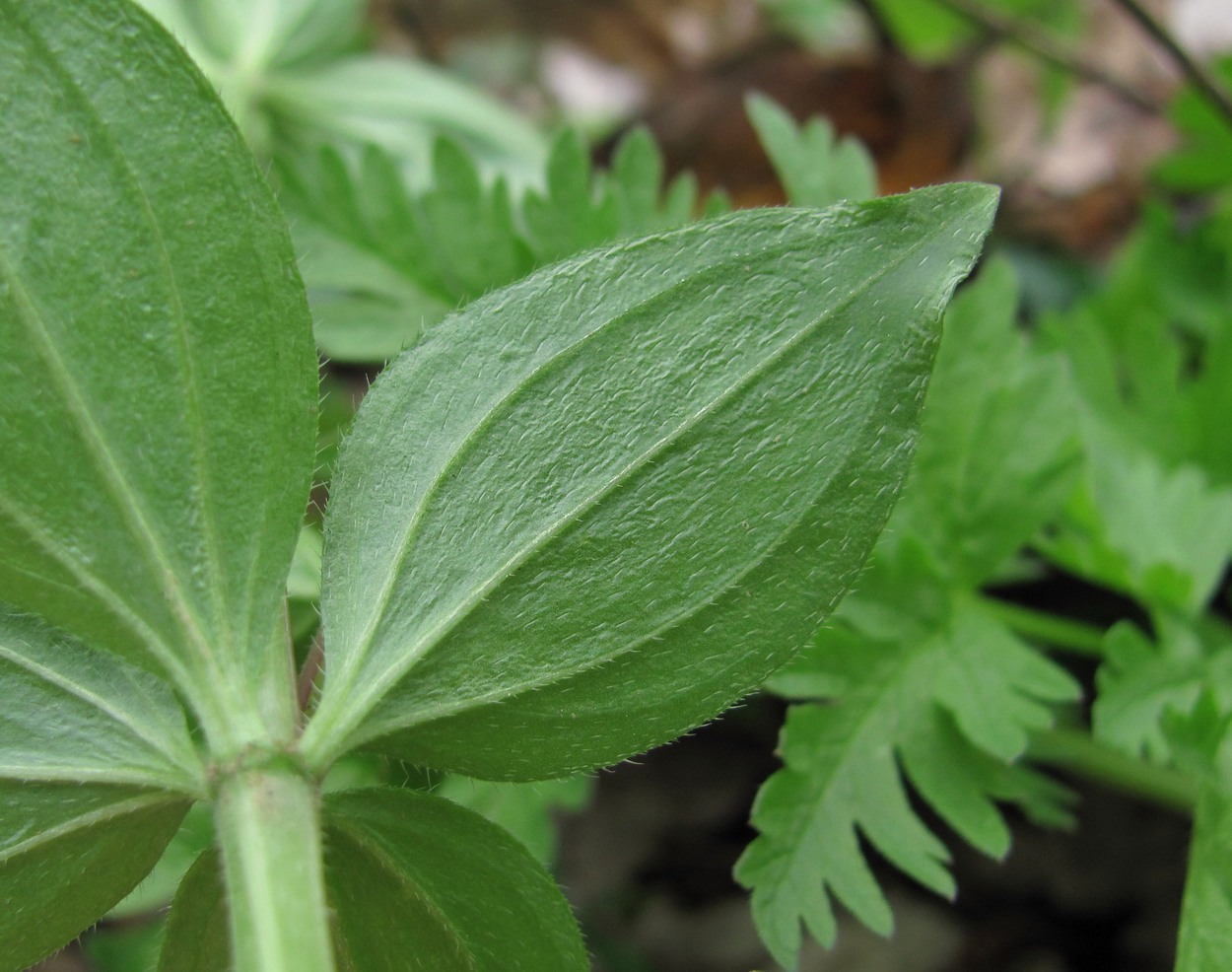 Изображение особи Asperula caucasica.