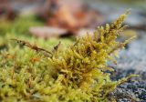 Sanionia uncinata. Приподнятые над поверхностью камня побеги гаметофитов. Мурманская обл., окр. пос. Росляково, берёзовое редколесье на южном склоне Андреевской сопки. 23.10.2016.