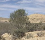 Thymelaea hirsuta