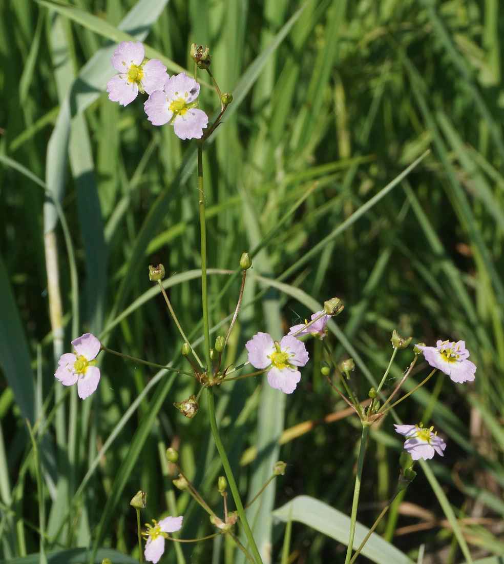 Image of Alisma plantago-aquatica specimen.