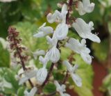 Coleus paniculatus