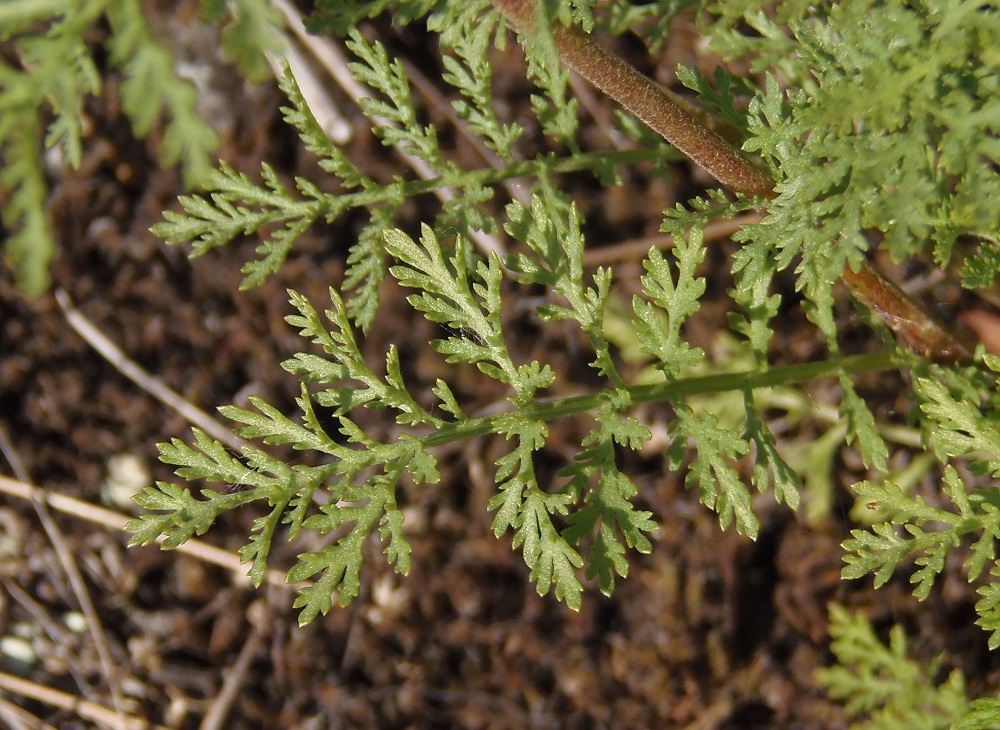 Image of Achillea nobilis specimen.