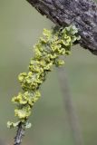 Vulpicida pinastri