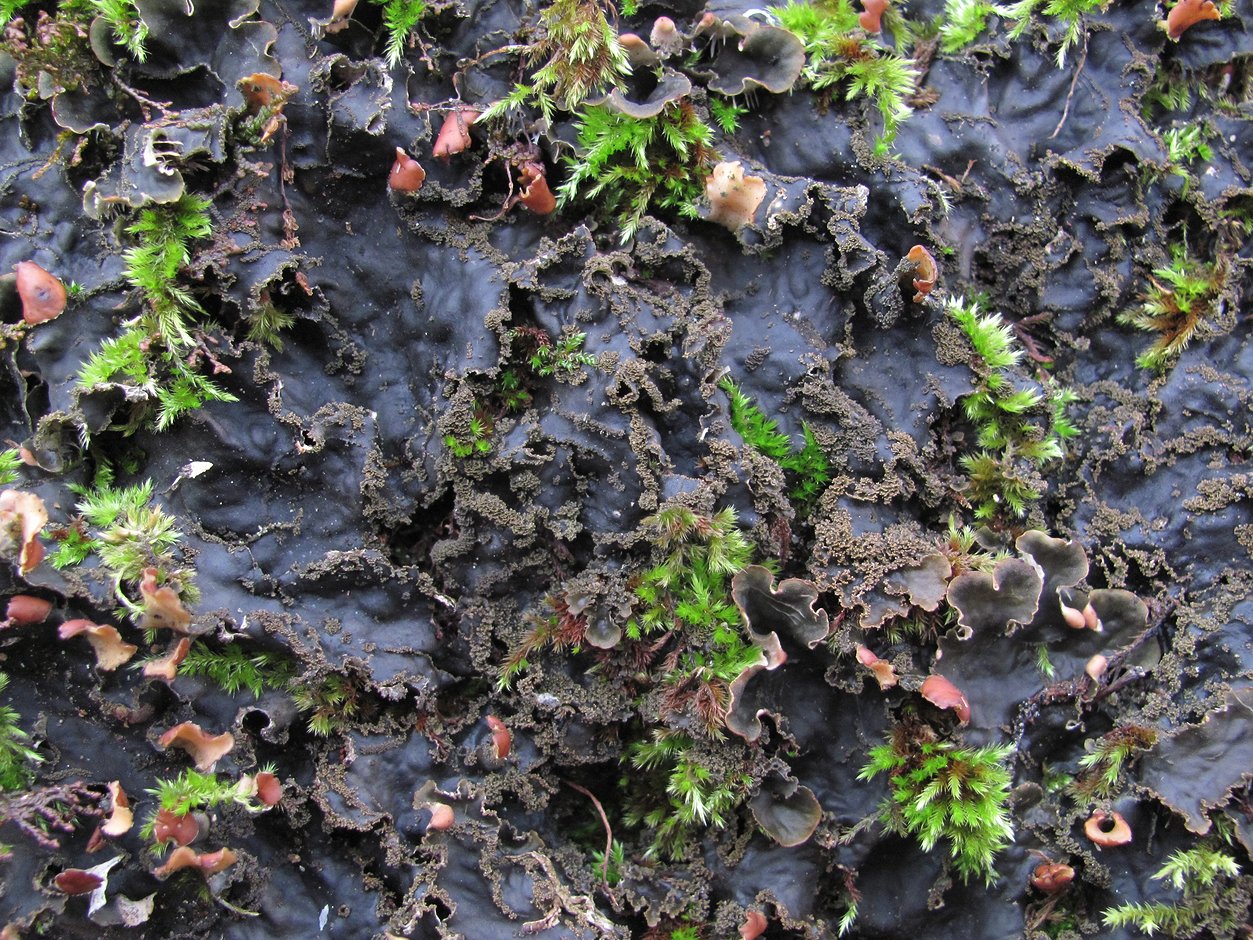 Image of Peltigera praetextata specimen.