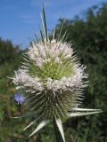 Dipsacus laciniatus