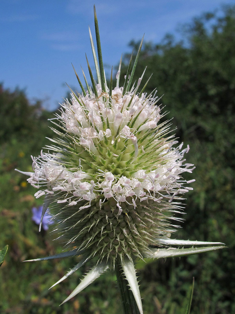 Изображение особи Dipsacus laciniatus.