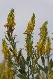 Genista tinctoria