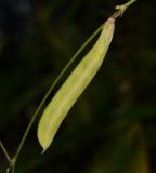 Clitoria ternatea