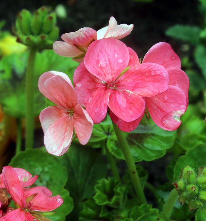 Изображение особи Pelargonium hortorum.